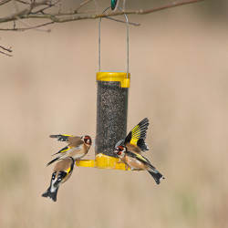 GSG-N Comedero de iniciación para negrillo